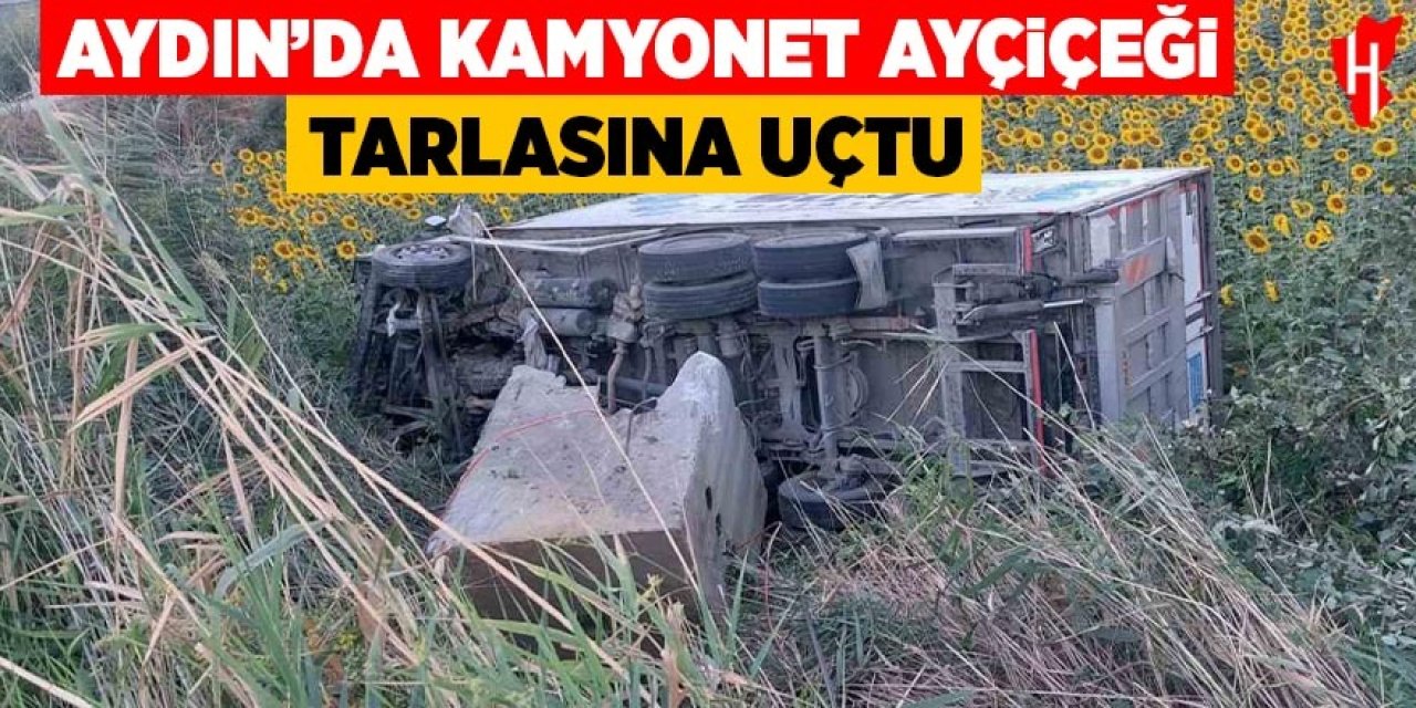 Aydın'da kamyonet ayçiçeği tarlasına uçtu