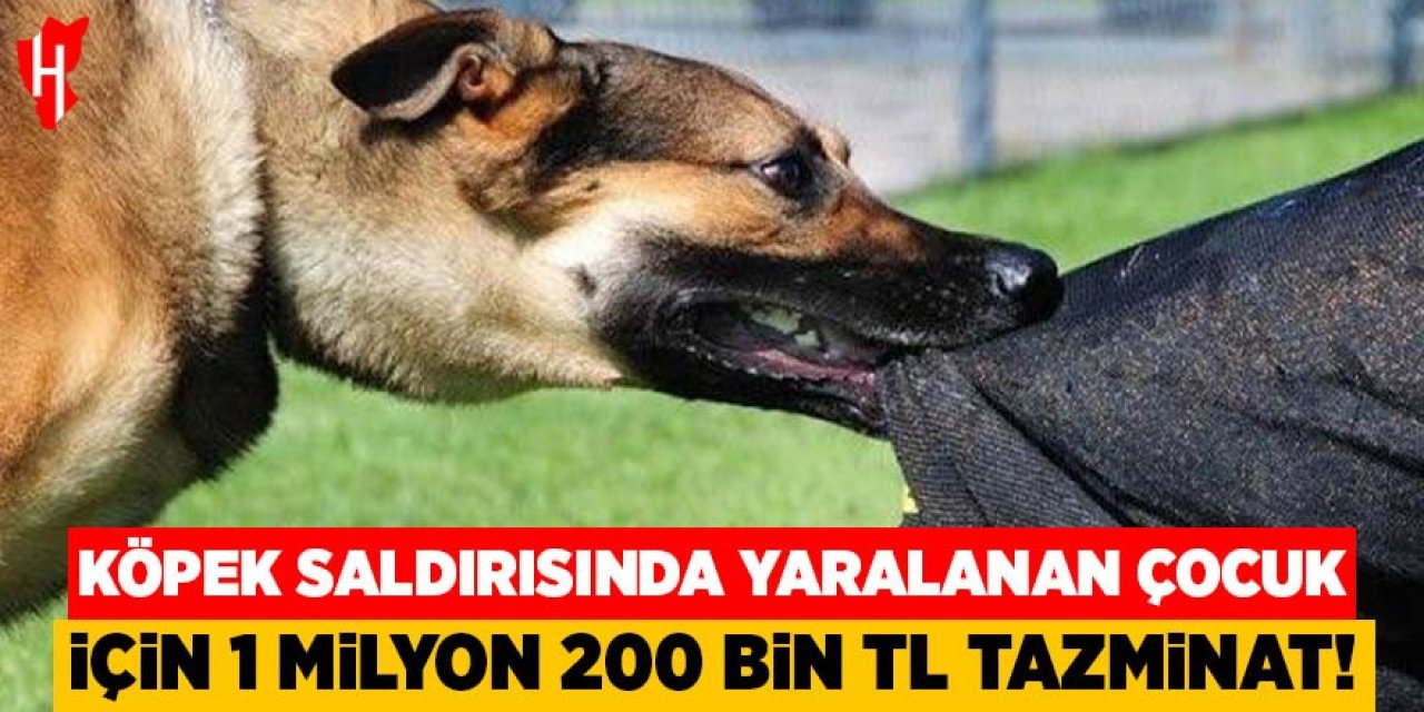 Köpek saldırısında yaralanan çocuk için 1 milyon 200 bin tazminat