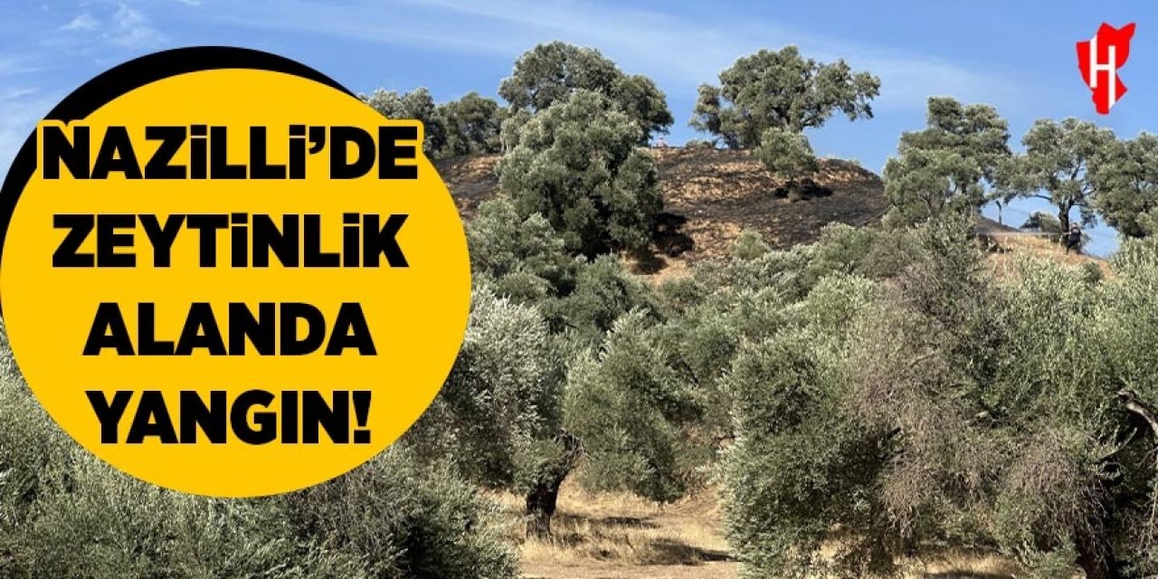 Nazilli'de zeytinlik alanda yangın