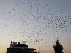 Aydın’ı Kargalar İstila Etti