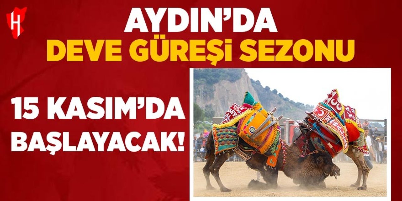 Aydın'da deve güreşi sezonu 15 Kasım'da başlayacak