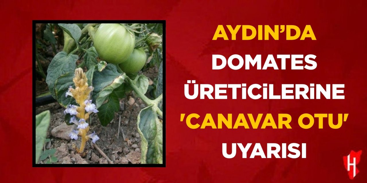 Aydın'da domates üreticilerine 'canavar otu' uyarısı