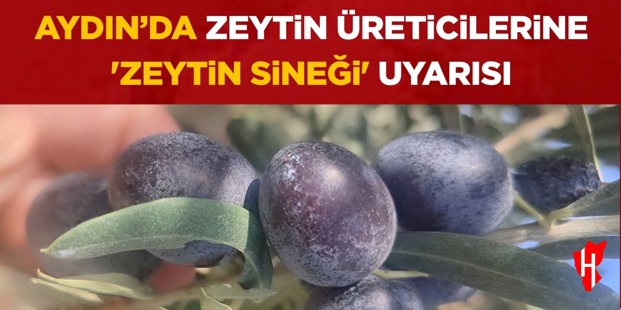 Aydın'da zeytin üreticilerine zeytin sineği uyarısı