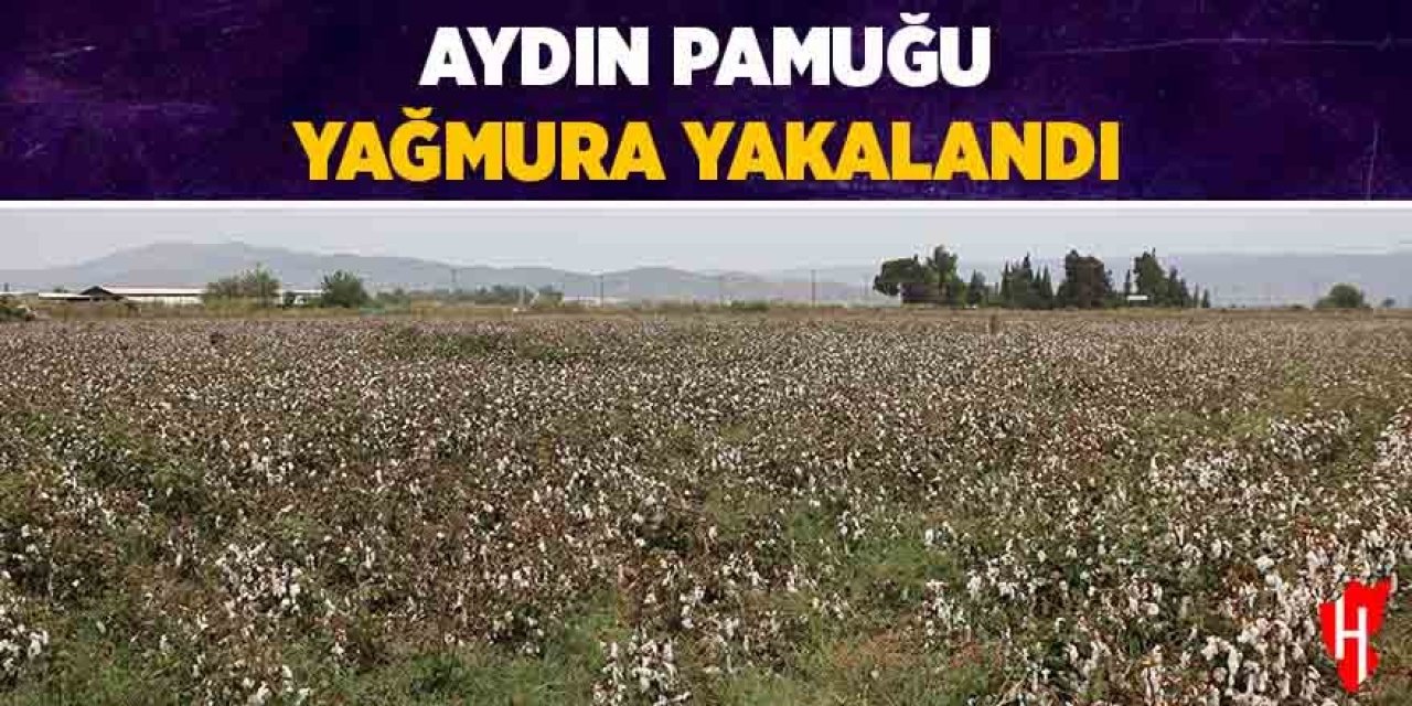 Aydın pamuğu yağmura hazırlıksız yakalandı