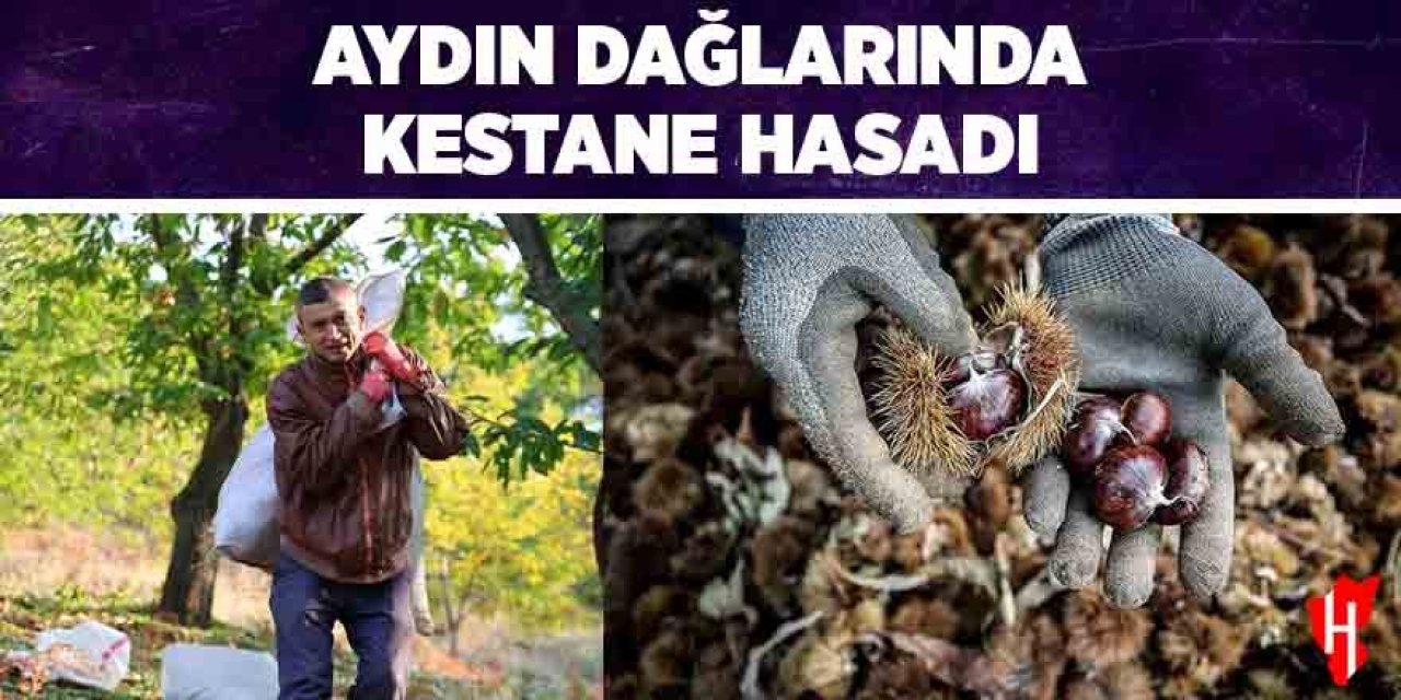 Aydın dağlarında kestane hasadı