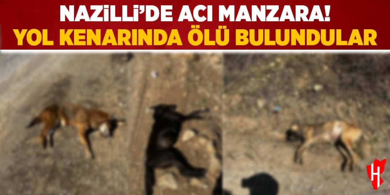 Nazilli’de acı manzara: Yol kenarında ölü bulundular