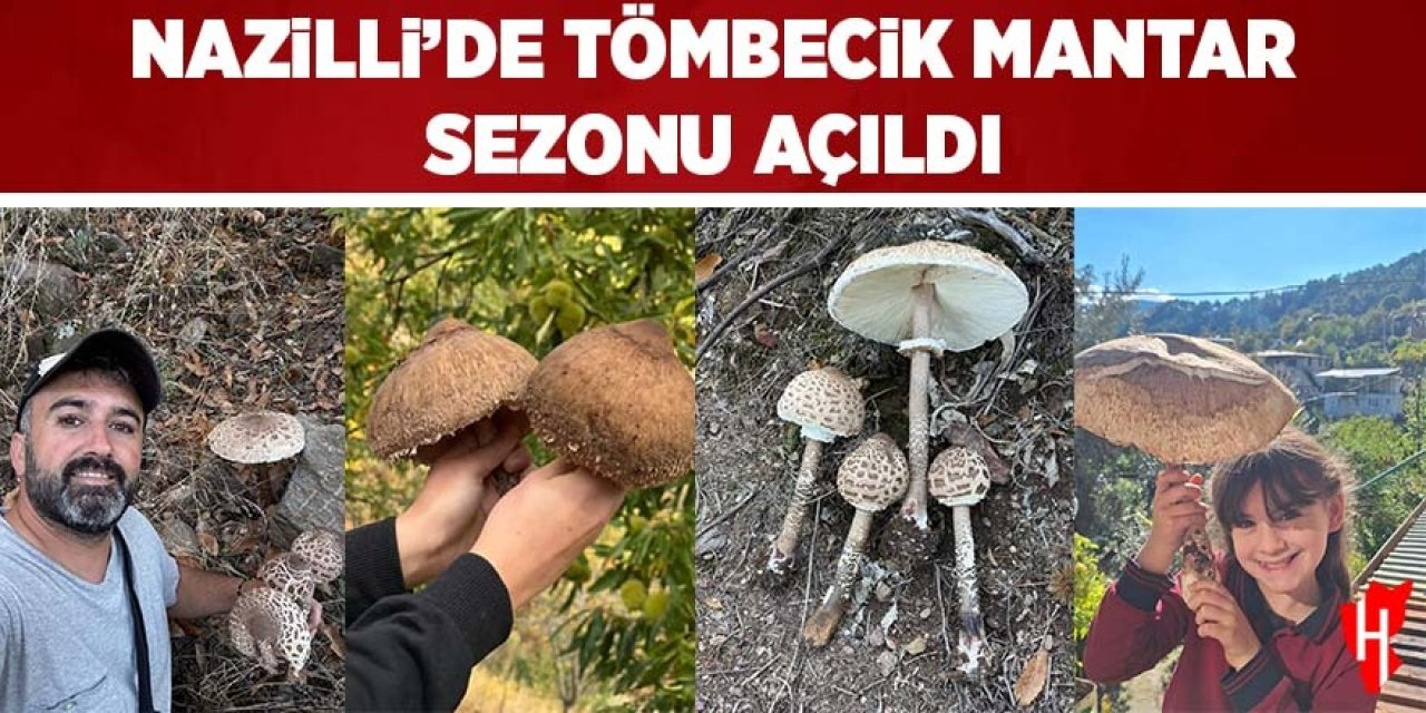 Nazilli’de Tömbecik mantar sezonu açıldı