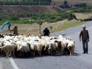Aydın’da Çobanlık Kursunun Dördüncüsü Düzenleniyor