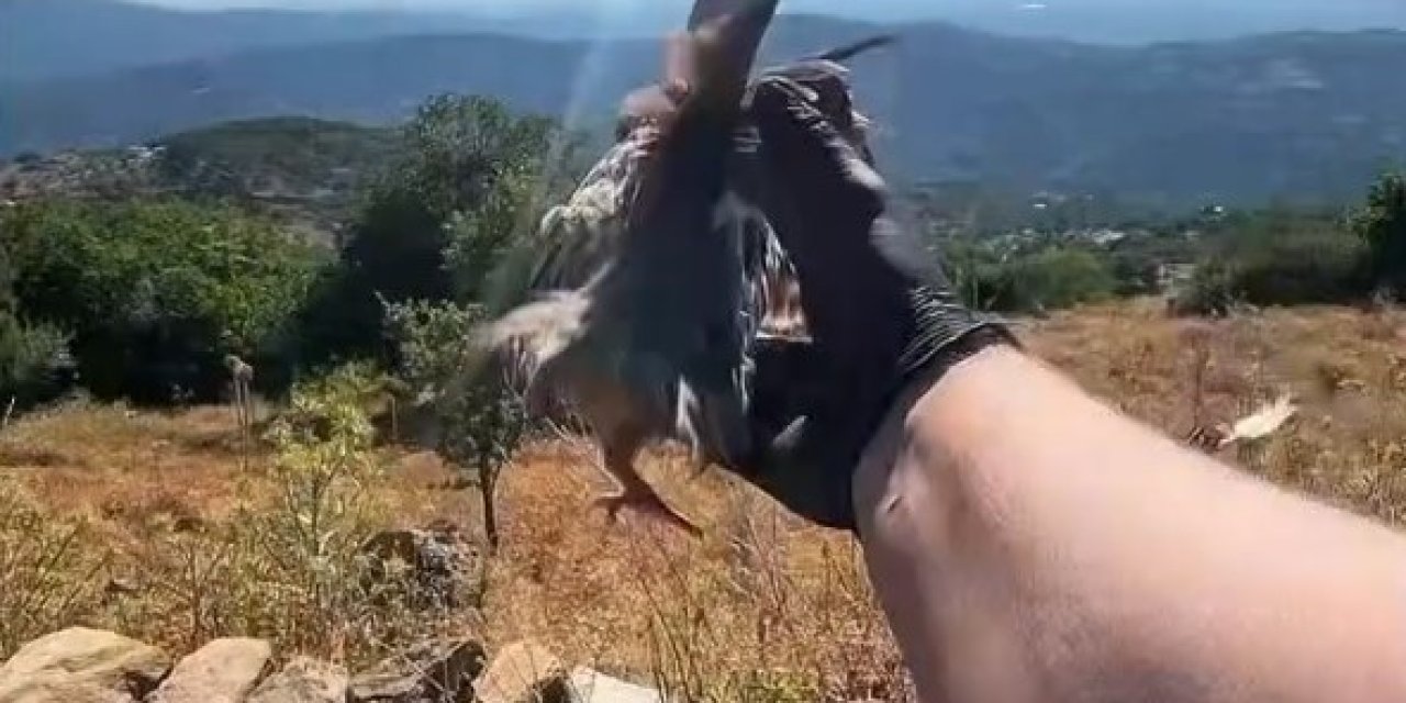 Aydın'da doğal yaşam alanlarına kınalı keklik salımı yapıldı