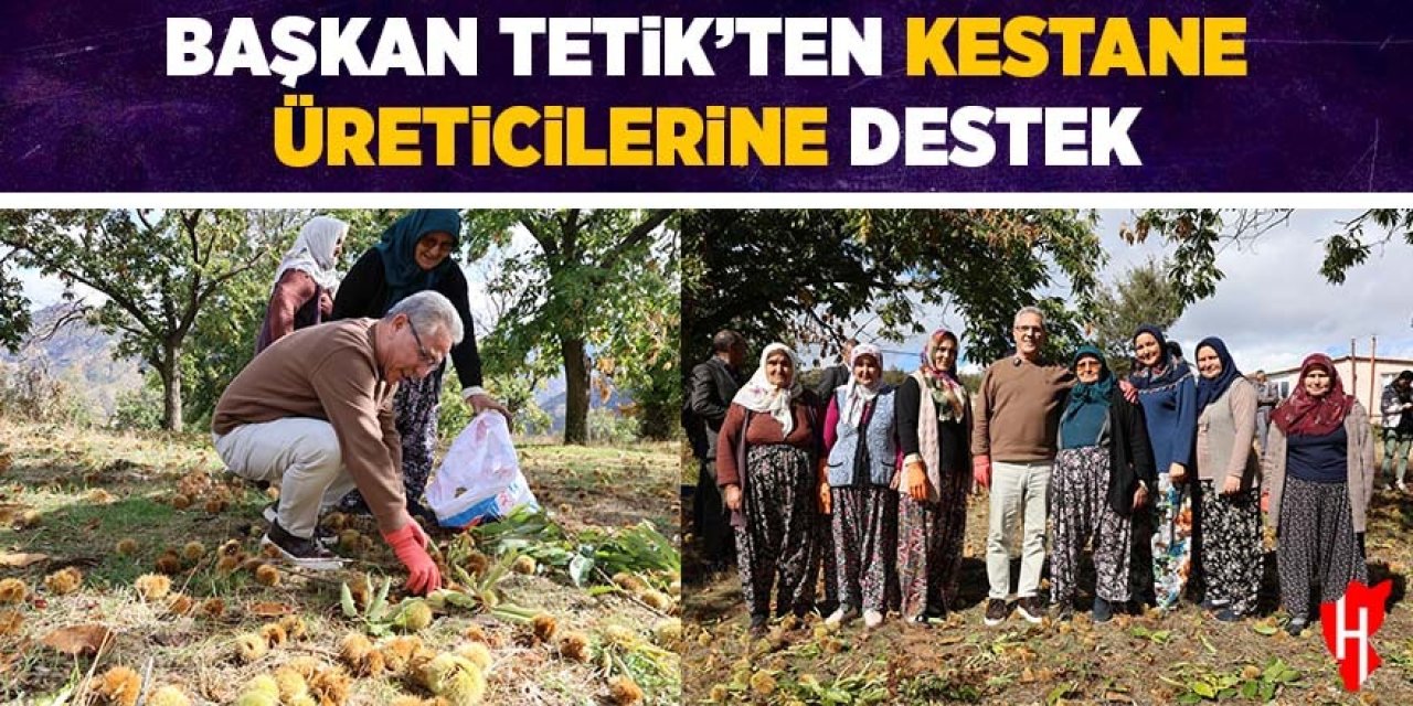 Başkan Tetik'ten kestane üreticilerine destek
