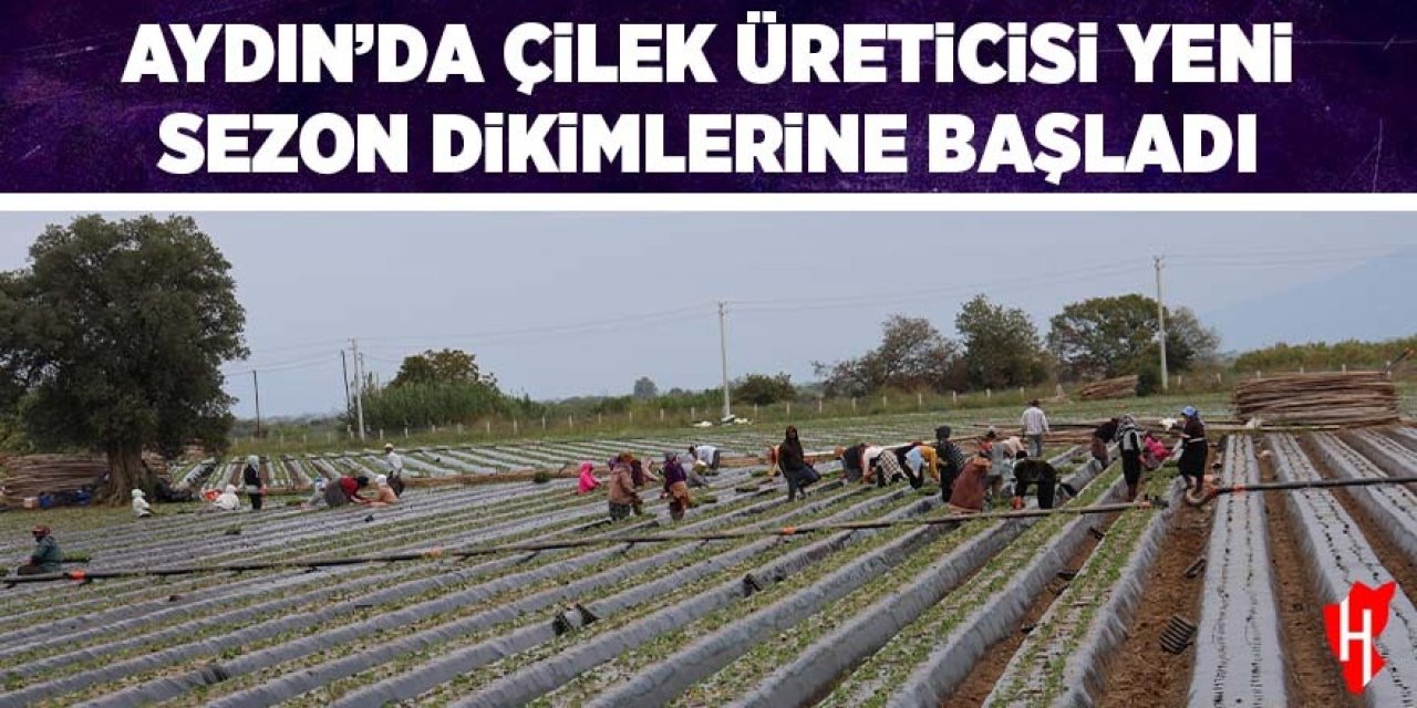 Aydın'da çilek üreticisi yeni sezon dikimlerine başladı