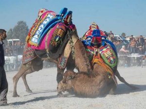 Didim'de 4. Deve Güreşi 14 Aralık'ta Yapılacak