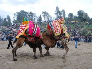 30 Yıl Sonra Koçarlı'da Deve Güreşi Yapıldı