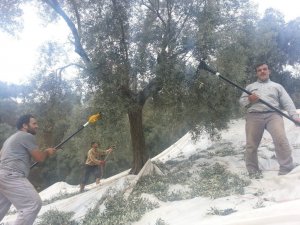 Zeytin üreticisi teknolojiye ayak uydurdu