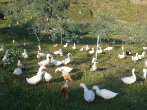 Kanatlı hayvanları temizlik işçisi olarak kullanmaya başladı