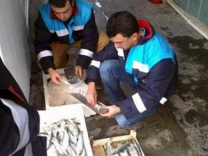 Aydın’da balık satış yerlerine eş zamanlı denetim yapıldı