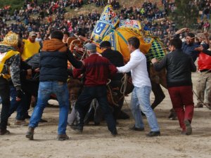 Kuşadası’nda Deve Güreşi Şenliği gerçekleşti