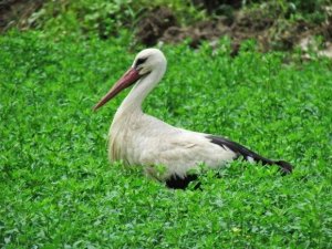 Yaz göçmenlerinin öncü leylekleri geldi