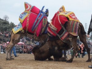 Pehlivan Develer Köşk Arena'sında boy gösterdi