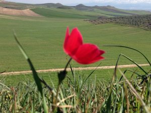 Son cemre toprağa düştü