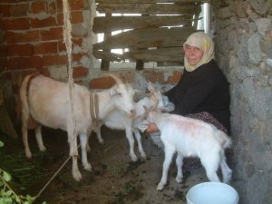 Koyun ve keçiler bebek dostu