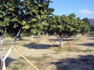Aydın’ın dünyaca ünlü inciri korunacak