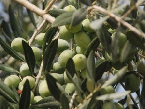 Zeytinciye halkalı leke ilaçlama uyarısı