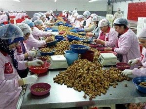 Organik tarım denetimleri devam ediyor