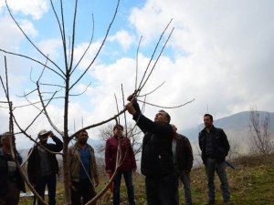 Sultanhisar’da kiraz üreticilerine budama eğitimi verildi