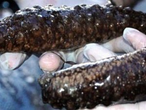Kaçak deniz patlıcanı avcılığıyla mücadele sürüyor