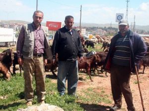 Hataylı Çobanlar Sınırdaki Meranın Açılmasını İstiyor