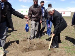 Kars’ta 3 Bin Ceviz Fidanı Toprakla Buluştu