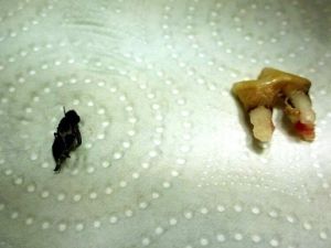 Ağrılarının Nedeni Arıymış