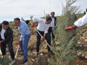 Şırnak Belediyesi Ağaç Dikim Kampanyası Başlattı