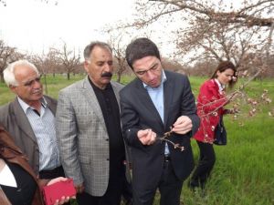 CHP Malatya İl Başkanı Kiraz, Kayısı Bahçelerini İnceledi