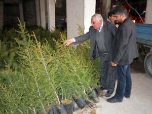 Diyadin’de İlk Kez Ihlamur Fidanı Dikildi