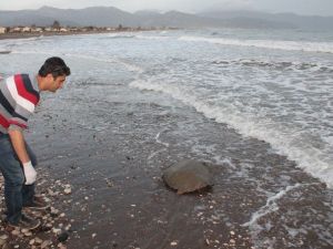 Cantor Cinsi Deniz Kaplumbağası Operasyonu