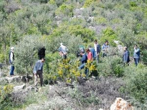 Yabani Zeytin Ve Harnup Ağaçları Aşıyla Ekonomiye Kazandırılacak