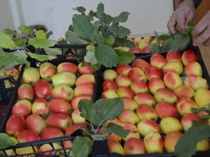 Kağızman’ın Meşhur Uzun Elması Tükeniyor
