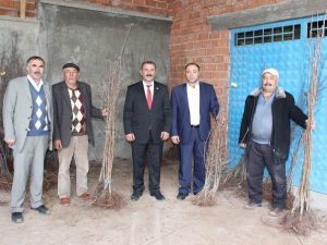 Yıldızeli’nde Çiftçilere 3 Bin Adet Meyve Fidanı Dağıtıldı