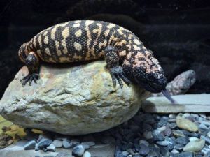Dünyanın En Zehirli Sürüngeni ‘Gila Canavarı’, Aqua Vega’da Ziyaretçilerin İlgi Odağı