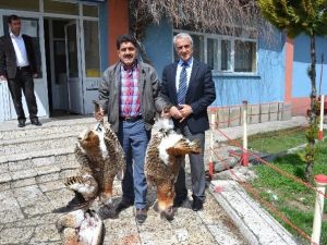 Avcılar Nesli Tükenen Toy Kuşlarını Vurdu