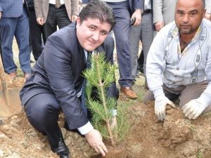 Ekinözü’nde 6 Bin Fidan Toprakla Buluştu