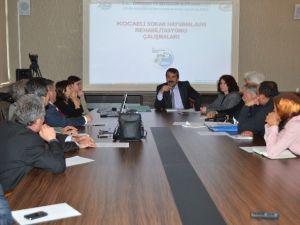 Kartepe’de Sokak Hayvanlarına Çözüm Aranıyor