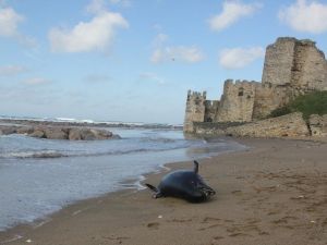 Ölü Yunus Sahile Vurdu