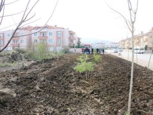 “Yeşil Serdivan, Sağlıklı Gelecek” Tüm Hızıyla Devam Ediyor