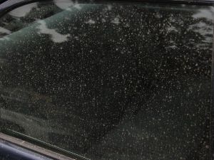 Adana’da Çamur Yağdı