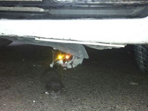 Kedi Bile Sığınacağı Yeri Biliyor