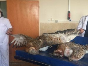 Avcılar Tarafından Vurulan Toy Kuşları YYÜ’de