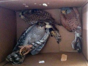 Şahin Kaçakçısı Suçüstü Yakalandı